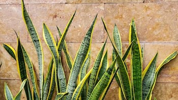 La planta que supera a la lengua de suegra y cada vez más personas cultivan: crece más rápido y luce mejor