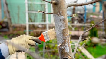 Qué significan los árboles con el tronco pintado de blanco: para qué sirve
