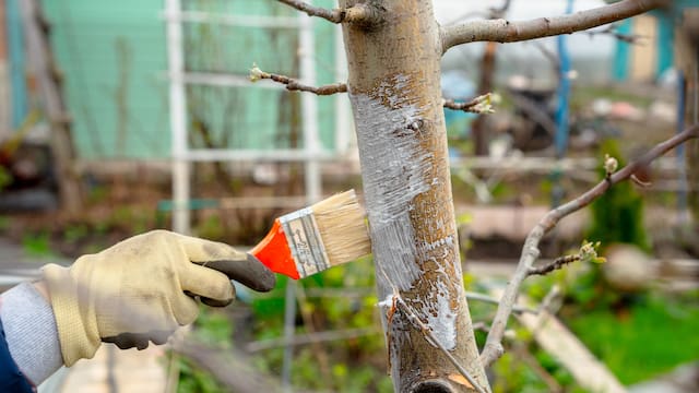 Qué significan los árboles con el tronco pintado de blanco: para qué sirve