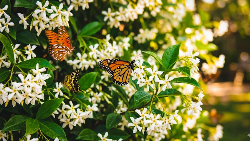 El imán perfecto: jazmines en flor, una variedad que no solo perfuma, sino que garantiza la visita de mariposas todo el año. Foto: Generada por Gemini.