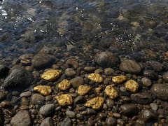 El hallazgo del milenio: descubren 1000 toneladas de oro y le corresponde todo a una sola provincia