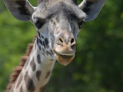 Advierten que la mitad de las especies pueden extinguirse para el 2050: esto es lo que pasaría con los humanos