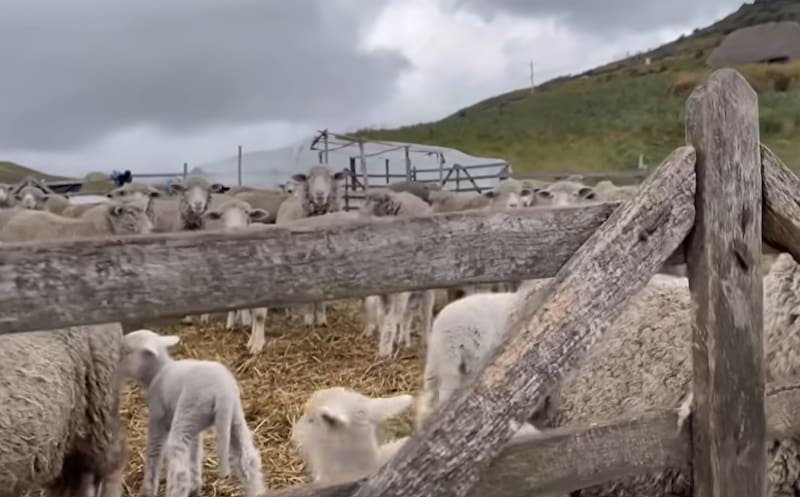 Las ovejas que cuida Juanito (captura de pantalla del canal Ecuador y sus paisajes.