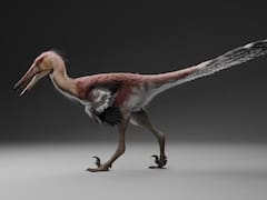 Hallazgo del siglo | Científicos argentinos y japoneses descubrieron al primer dinosaurio de una de sus especies más conocidas