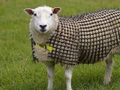 Un inventor pasó tres años fabricando una armadura con pinchos para sus ovejas: así frena los ataques de los lobos