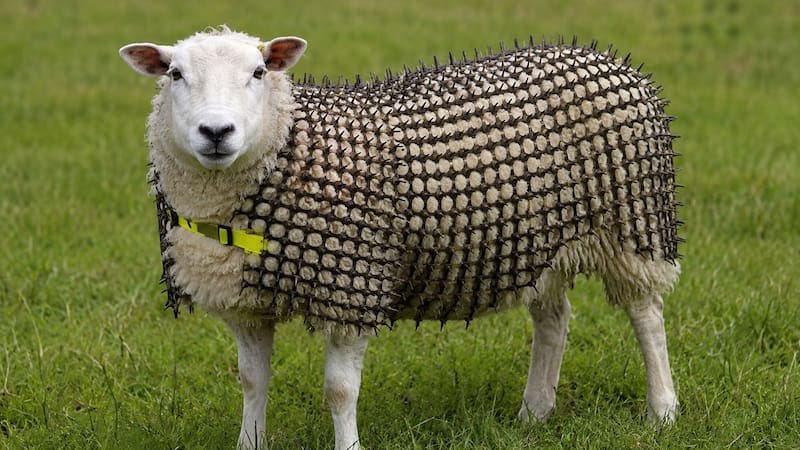 La armadura para ovejas que inventó un pastor europeo.