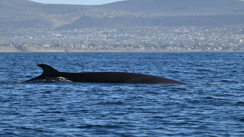Científicos lograron avistar este animal tras casi un siglo.