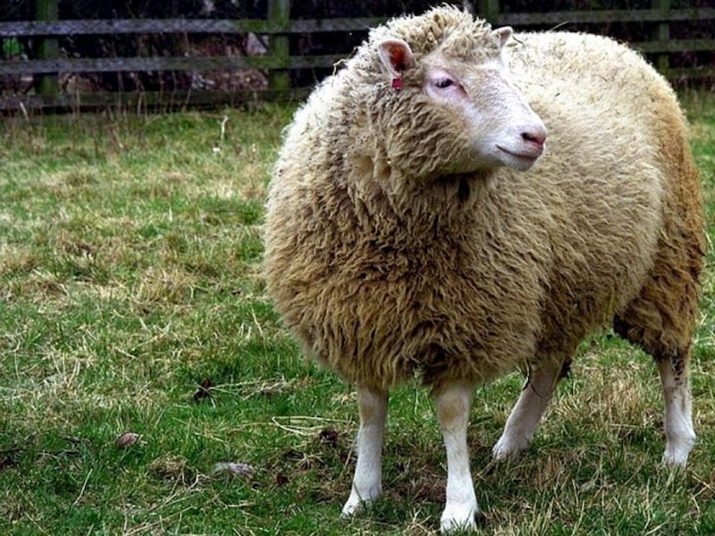 La clave de la armadura para proteger a las ovejas de los lobos.
