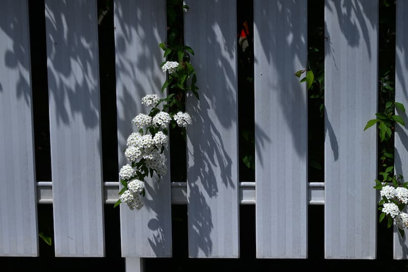 La corona de novia es un arbusto denominado caducifolio, que puede alcanzar entre 1,5 y 2 metros de altura cuando crece en condiciones favorables. (Foto: Shutterstock)