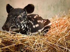 Este país hace historia con el nacimiento de hermoso mamífero en peligro de extinción: llevan 20 años luchando por su conservación
