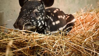 Este país hace historia con el nacimiento de hermoso mamífero en peligro de extinción: llevan 20 años luchando por su conservación