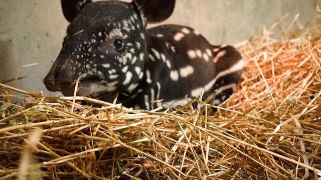 Este país hace historia con el nacimiento de hermoso mamífero en peligro de extinción: llevan 20 años luchando por su conservación