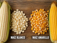 Maíz blanco o maíz amarillo: cuál conviene comprar y por qué es mejor