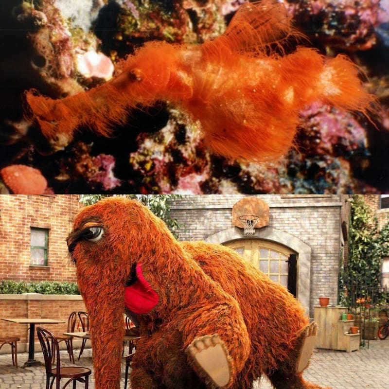La nueva especie de pez fue bautizada como Solenostomus snuffleupagus en honor a Mr. Snuffleupagus, el personaje peludo de Barrio Sésamo