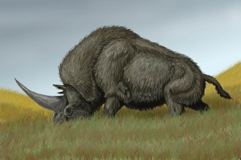 Así se cree que era el Elasmotherium sibiricum, el "unicornio siberiano". Fuente: Wikimedia.
