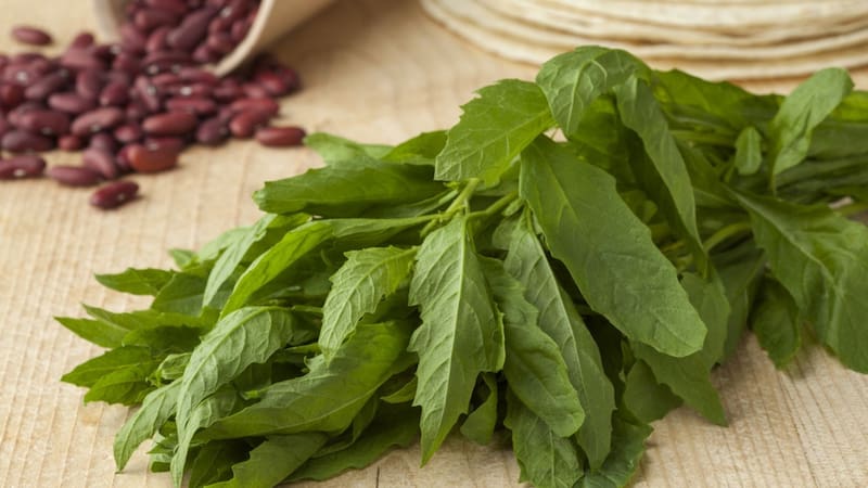 La hierba medicinal con vitamina A, magnesio y potasio que ayuda a aliviar todos los dolores.