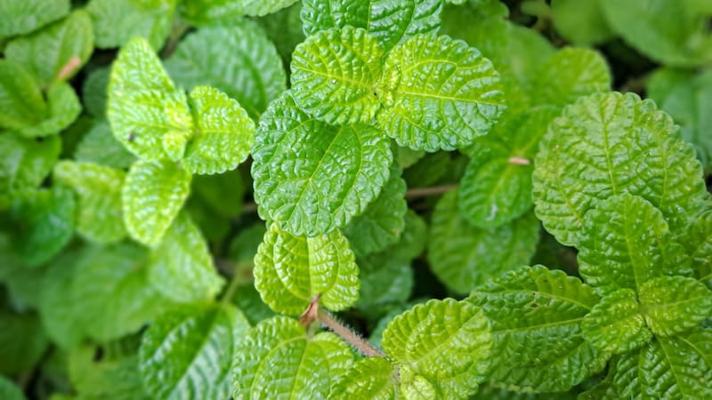 La hierba para el mate que elimina el estrés, aumenta la concentración al máximo y es súper fácil de conseguir
Fuente: Shutterstock