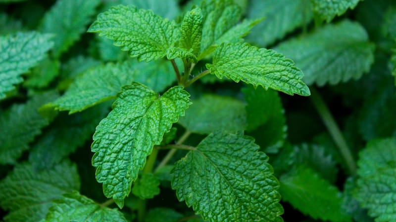 La hierba que se puede cultivar en casa y ayuda a la concentración y la memoria