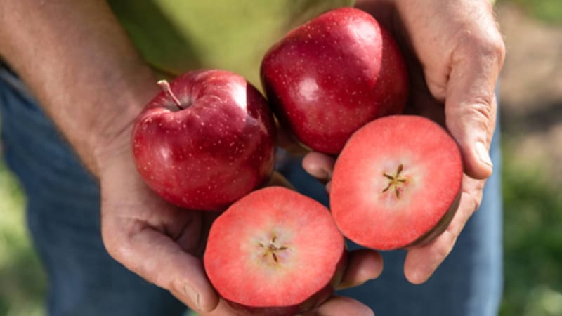 La inédita manzana roja por dentro que es furor en Argentina: cuáles son sus beneficios y dónde se consigue