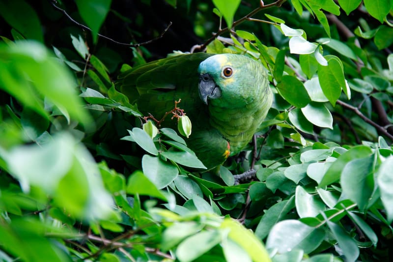 Animales en peligro