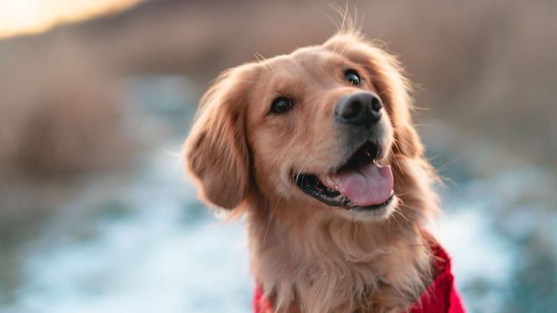 La Justicia falló y ahora se deberán tener en cuenta a las mascotas en México