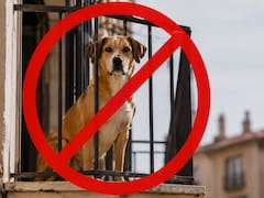 Autoridad | Se prohíbe poseer perros y gatos de manera habitual en balcones, terrazas y sótanos de España: las sanciones llegan a los 50.000 euros