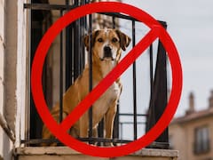 Oficial | Queda prohibido tener perros y gatos de forma habitual en balcones, terrazas y sótanos: las multas alcanzan los 50.000 euros