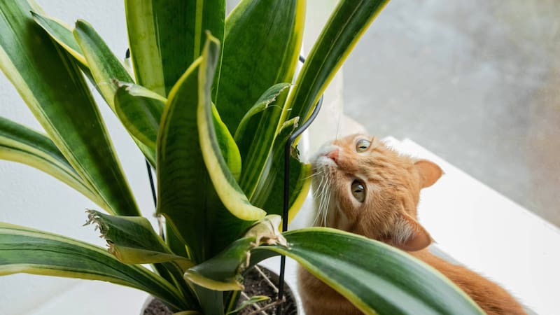 La lengua de suegra es más que un “capricho decorativo”: es una planta resistente, atractiva y funcional. (Foto: Shutterstock)