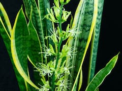 Enterrar una moneda en la maceta de la lengua de suegra: para qué sirve y por qué recomiendan hacerlo