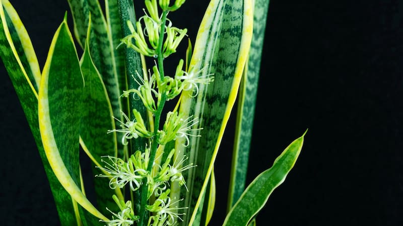 La lengua de suegra ocasionalmente también puede florecer. (Foto: Shutterstock)