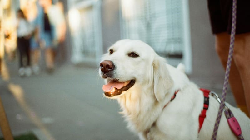 La ley de Texas prohíbe atar perros a la intemperie de forma inadecuada y exige agua, sombra y refugio. Fuente: Unsplash