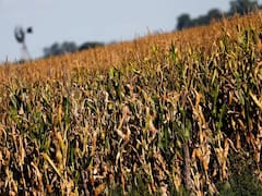 Cuánto cuesta el proyecto de biocombustibles que no quieren petroleras y automotrices