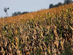 Nace una alianza clave con la petrolera estatal de Abu Dabi para proyectos de biocombustibles