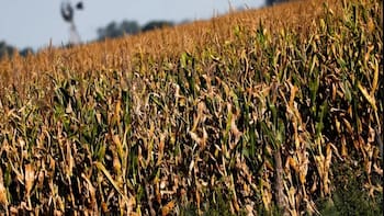 Cuánto cuesta el proyecto de biocombustibles que no quieren petroleras y automotrices