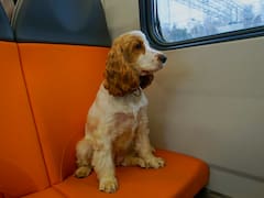 Autorizan el traslado de mascotas en los servicios de micros y trenes de larga distancia: cómo funciona y costos