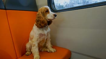 Autorizan el traslado de mascotas en los servicios de micros y trenes de larga distancia: cómo funciona y costos