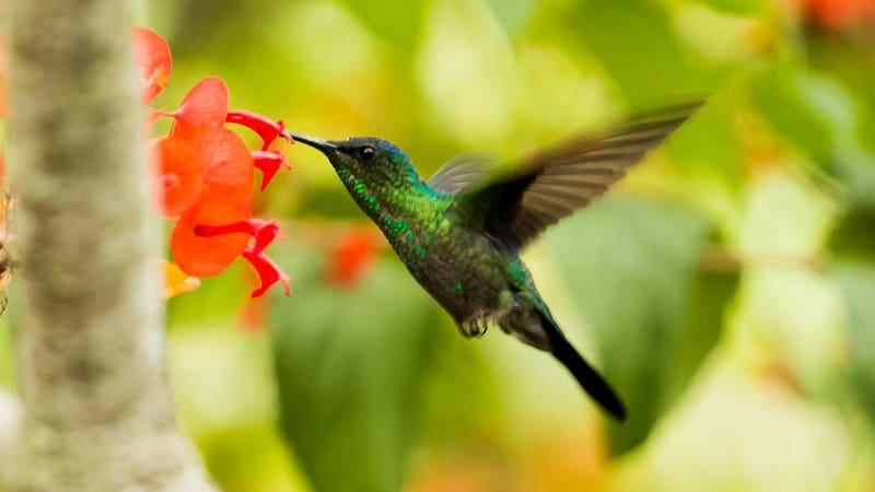 }La mezcla perfecta para atraer colibríes y embellecer tu jardín