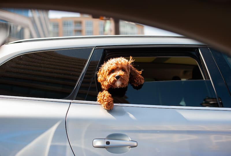 La DGT recomienda utilizar sistemas de retención que hayan superado pruebas de impacto para proteger a las mascotas durante los viajes en coche.