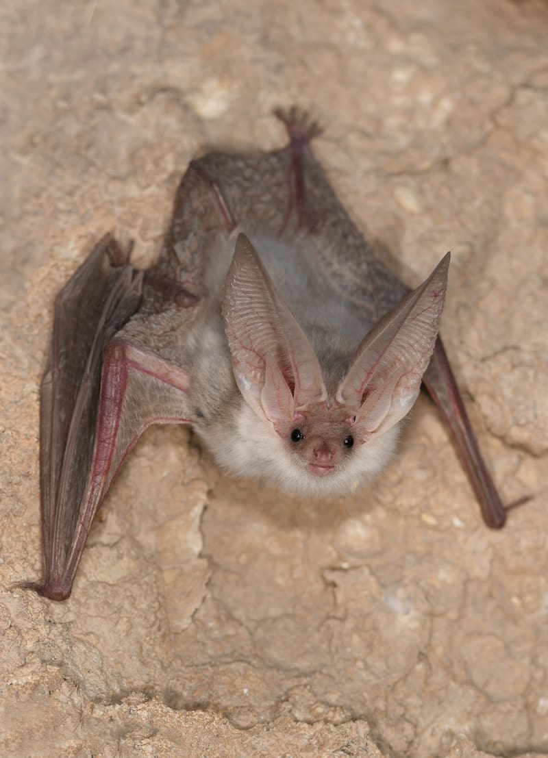 La nueva especie de murciélago descubierta en Asia. (Fuente: Museo de Historia Natural de Berlín)