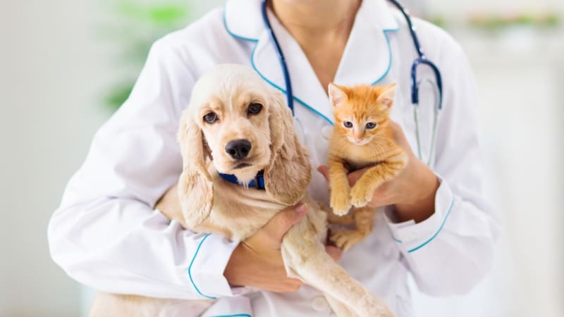 La nueva promoción de Cuenta DNI alcanza a veterinarias y Pet Shops y estará disponible todos los sábados de septiembre. Fuente: Shutterstock