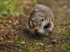 El mamífero que se creía conocido en un país de Sudamérica y resultó ser una nueva especie: ahora hay 4 tipos diferentes
