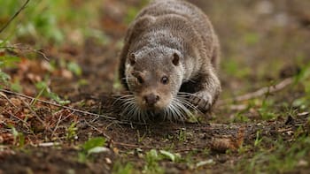 El mamífero que se creía conocido en un país de Sudamérica y resultó ser una nueva especie: ahora hay 4 tipos diferentes