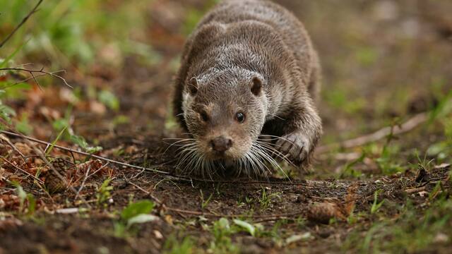 El mamífero que se creía conocido en un país de Sudamérica y resultó ser una nueva especie: ahora hay 4 tipos diferentes