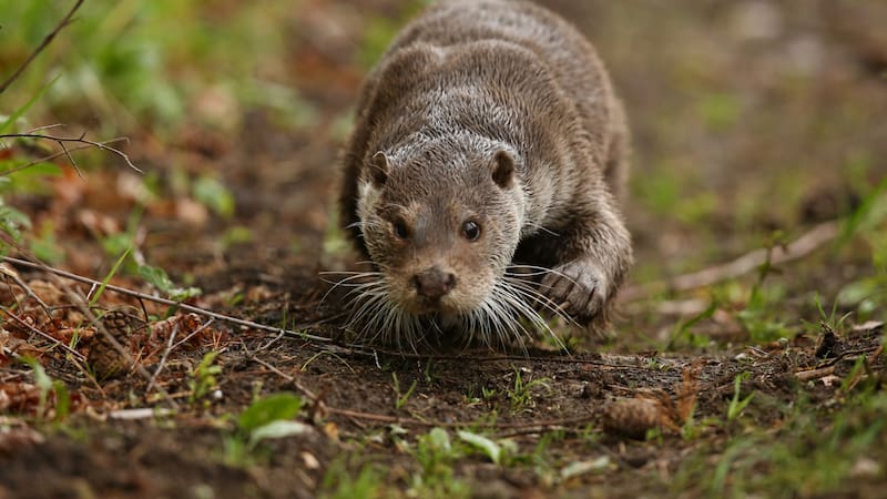 La nutria descubierta en Perú habita en las regiones de Tumbes y Piura, conocidas por su riqueza en biodiversidad.
