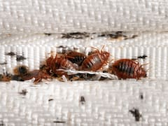 El frío y el calor pueden ayudar a combatir las chinches y sus huevos en la ropa de cama. Conoce cómo lavar sábanas y cobijas para reducir una infestación.