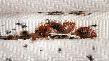 El frío y el calor pueden ayudar a combatir las chinches y sus huevos en la ropa de cama. Conoce cómo lavar sábanas y cobijas para reducir una infestación.