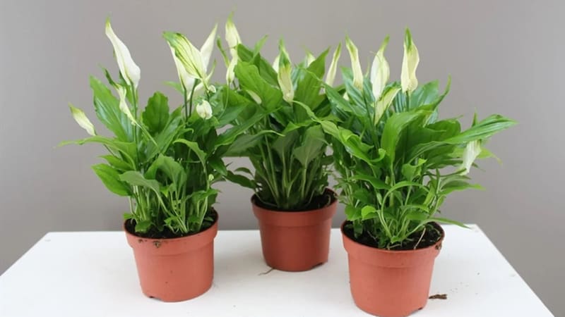 La planta de interior que absorbe el mal olor del baño y lo soluciona en minutos. Foto: Jardín Urbano