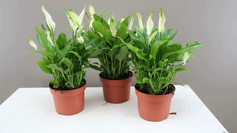 La planta de interior que absorbe la humedad de las paredes de tu casa en pocas horas. Foto: Jardín Urbano