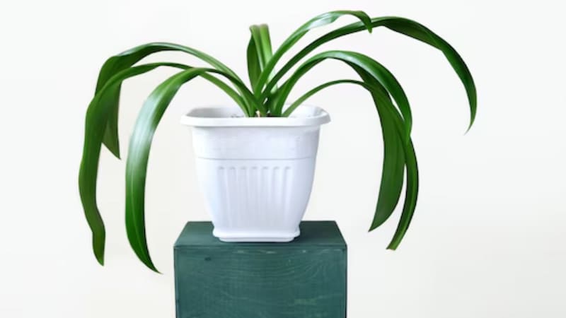 La planta de interior que absorbe la humedad de las paredes de tu casa en pocas horas. Foto: Freepik