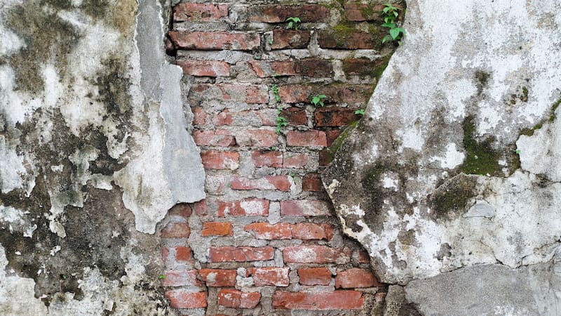 La planta que nunca hay que tener en casa porque destroza tus paredes. Foto: Shutterstock